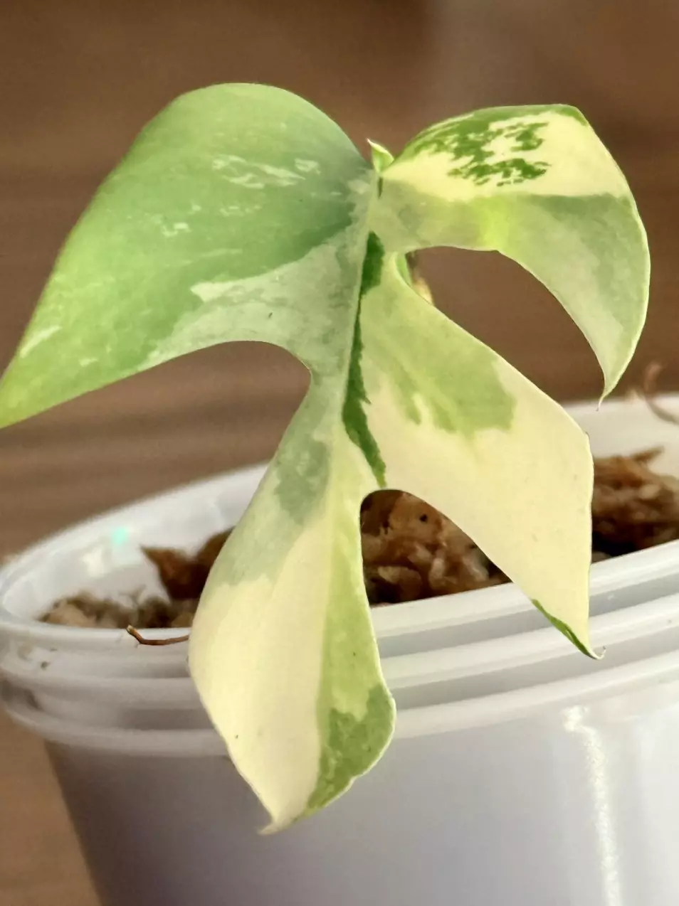 plant/Rhaphidophora Tetrasperma variegated-0