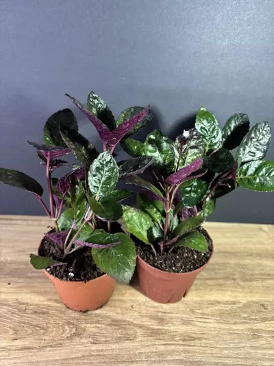 plant/Hemigraphis Alternata Waffle Plant 4" - grower’s choice-1-thumbnail