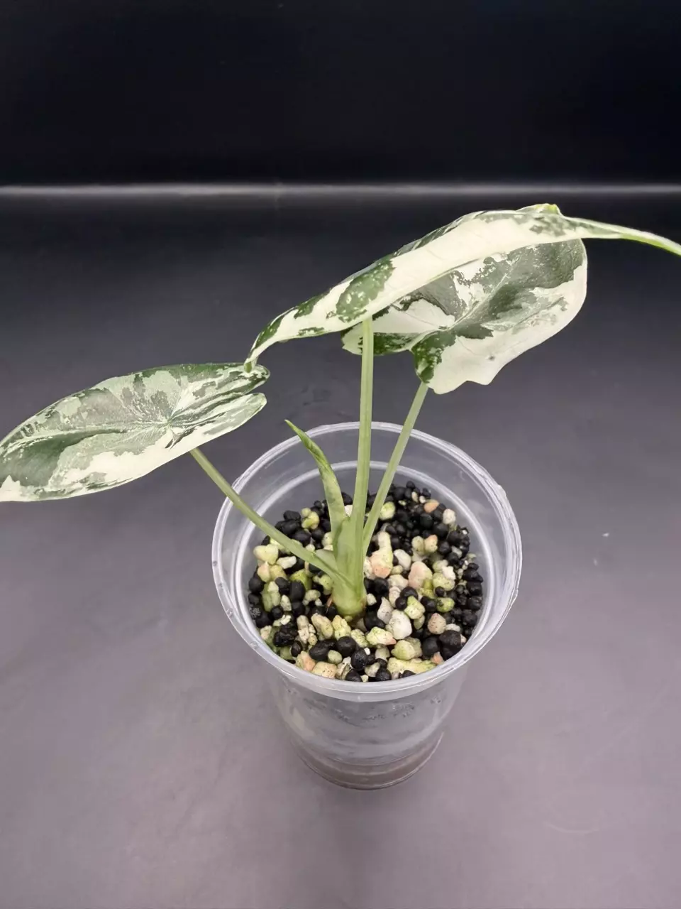 plant/Alocasia Frydek Variegates-1