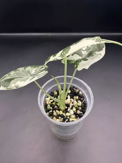 plant/Alocasia Frydek Variegates-1-thumbnail