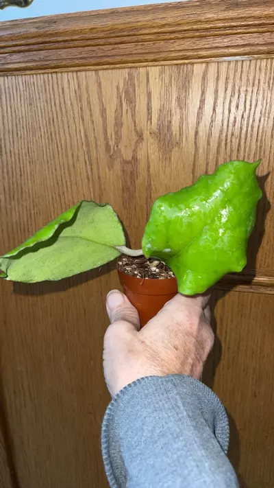 plant/137 Seed 002-1-thumbnail