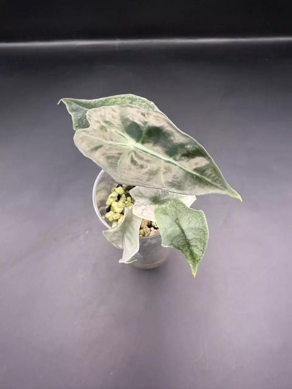plant/Alocasia Pink Poly Ghost (TC)-0