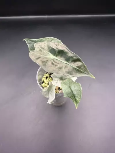 plant/Alocasia Pink Poly Ghost (TC)-0-thumbnail
