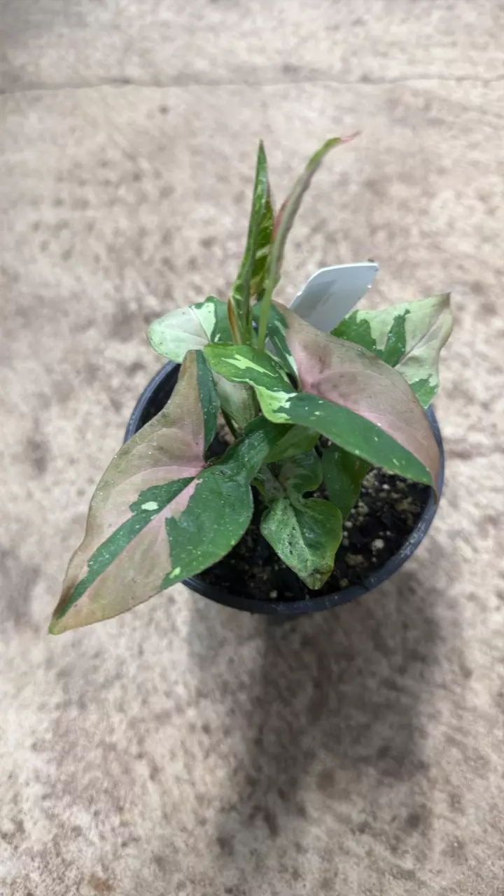 plant/Syngonium Podophyllum Frost Tricolor-0