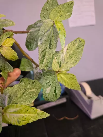 plant/Pellonia repens var 4in #OR1-2-thumbnail