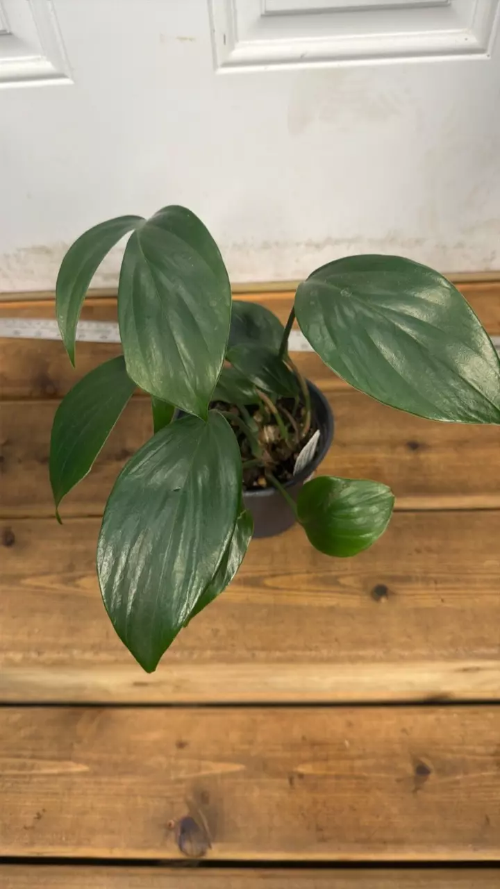 plant/Rhaphidophora  Decursiva-0