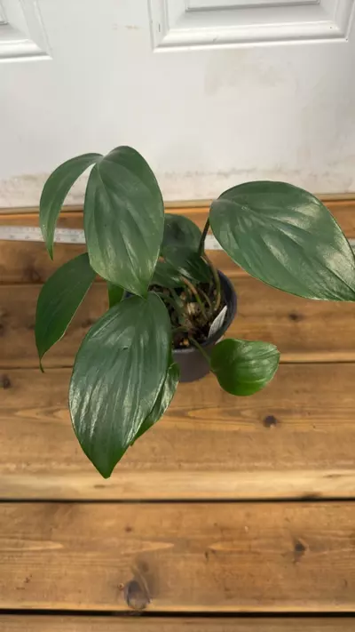 plant/Rhaphidophora  Decursiva-0-thumbnail