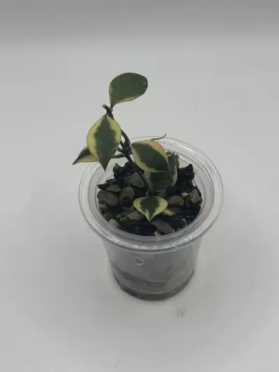 plant/Hoya Baokensis Albomarginata-1-thumbnail