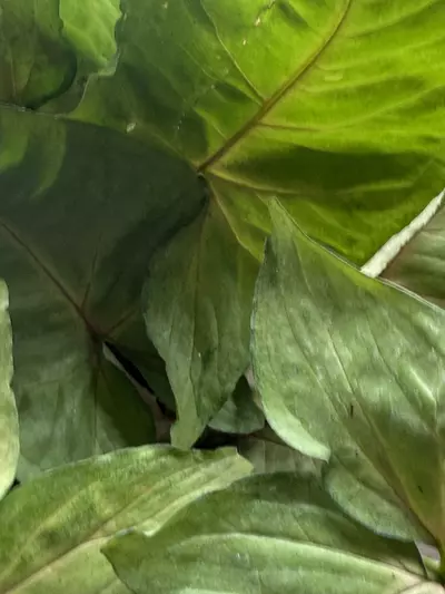 plant/Assorted syngonium 4”-1-thumbnail