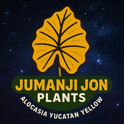 plant/Alocasia Yucatan Yellow TC-0-thumbnail