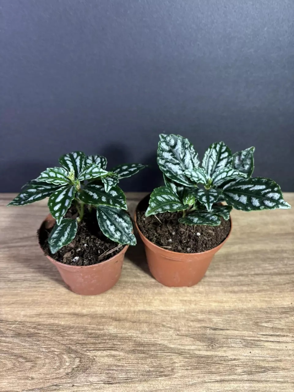 plant/Pilea Cadierei - Aluminum Plant 3” -  grower’s choice-1