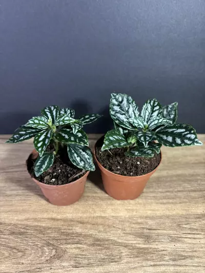 plant/Pilea Cadierei - Aluminum Plant 3” -  grower’s choice-1-thumbnail