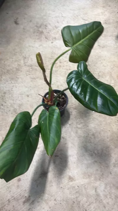 plant/Philodendron Summer Glory-1-thumbnail
