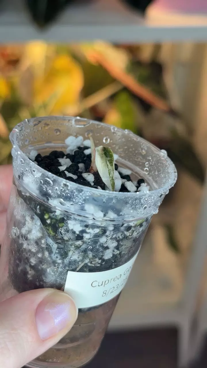 plant/Alocasia Cuprea ‘Latte’ Sprouted Corm (High Color)-0