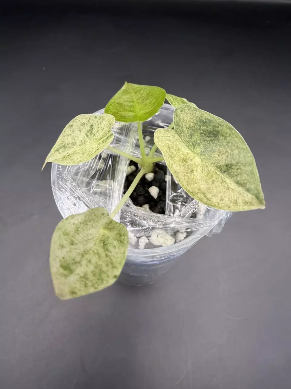 plant/Alocasia Variegated Golden Bone-2