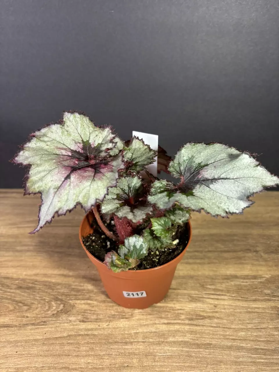 plant/Begonia Ghost Whisperer 4” 2117-0