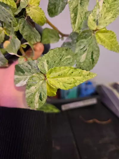 plant/Pellonia repens var 4in #OR1-3-thumbnail