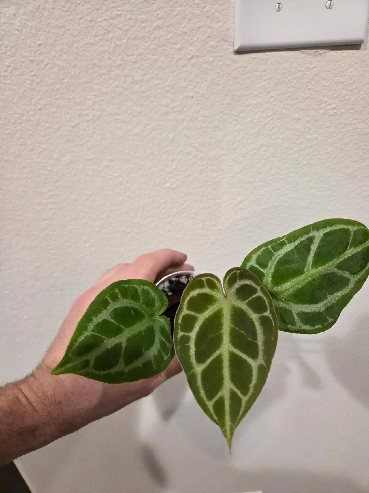 plant/Anthurium (BriellexZara) x (Cinnamon Swirl x Tim's Black) *Growers Choice*-2