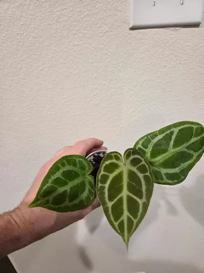 plant/Anthurium (BriellexZara) x (Cinnamon Swirl x Tim's Black) *Growers Choice*-2-thumbnail