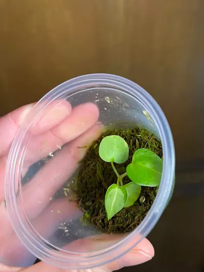 plant/Tim’s Black x Forgetii-0-thumbnail