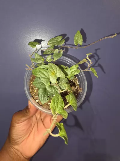 plant/Piper 'Silver Flecks'-0-thumbnail