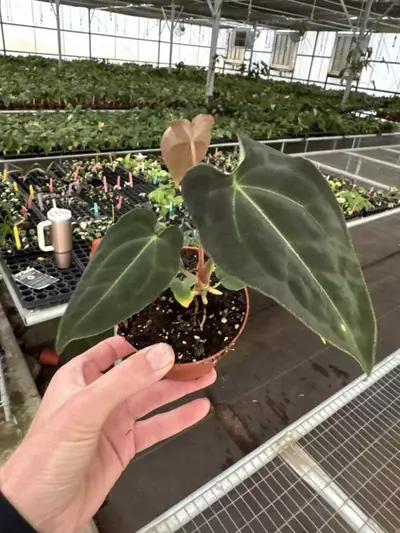 plant/Anthurium Besseae aff x forgetii 4” pot growers choice-2-thumbnail