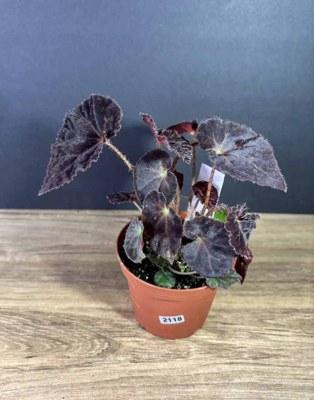 plant/Begonia 'Madame O'Reilly' 4” 2118-0