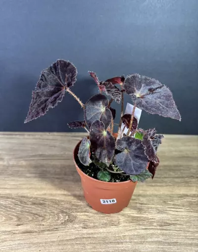 plant/Begonia 'Madame O'Reilly' 4” 2118-0-thumbnail