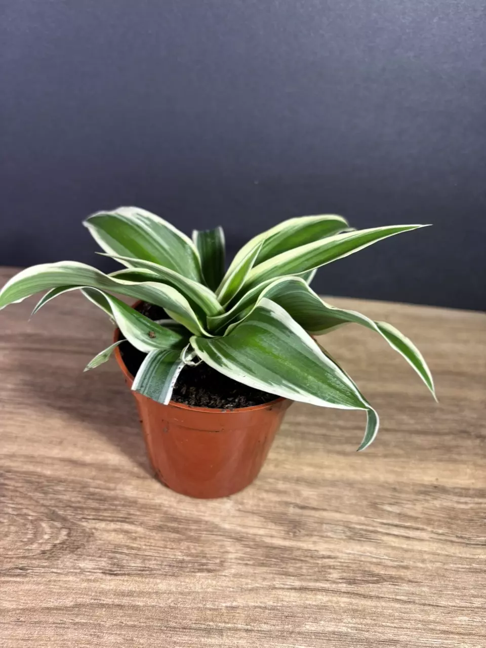 plant/Spider Plant- Outer Variegated 3” - grower’s choice-0