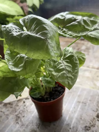 plant/Assorted syngonium 4”-3-thumbnail