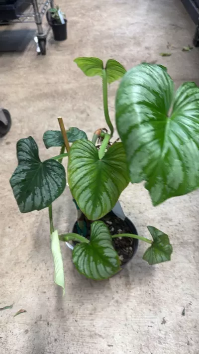 plant/Philodendron Plowmanii 6”-0-thumbnail