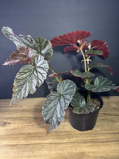 plant/Begonia Angel Wing  6”-2-thumbnail
