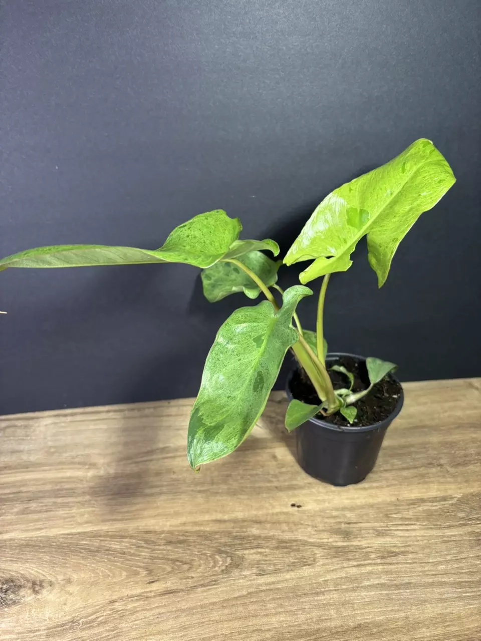 plant/Philodendron Paraiso Verde 4”-2