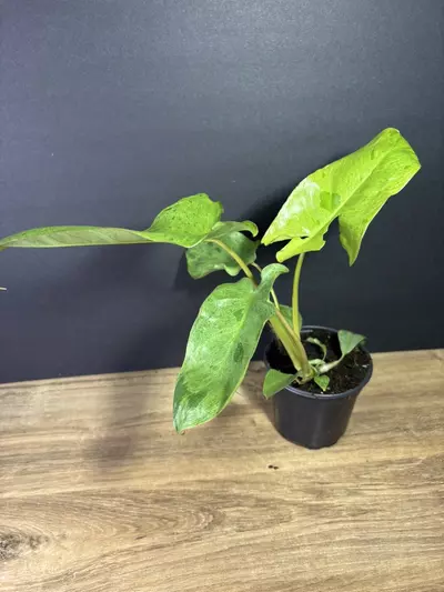 plant/Philodendron Paraiso Verde 4”-2-thumbnail