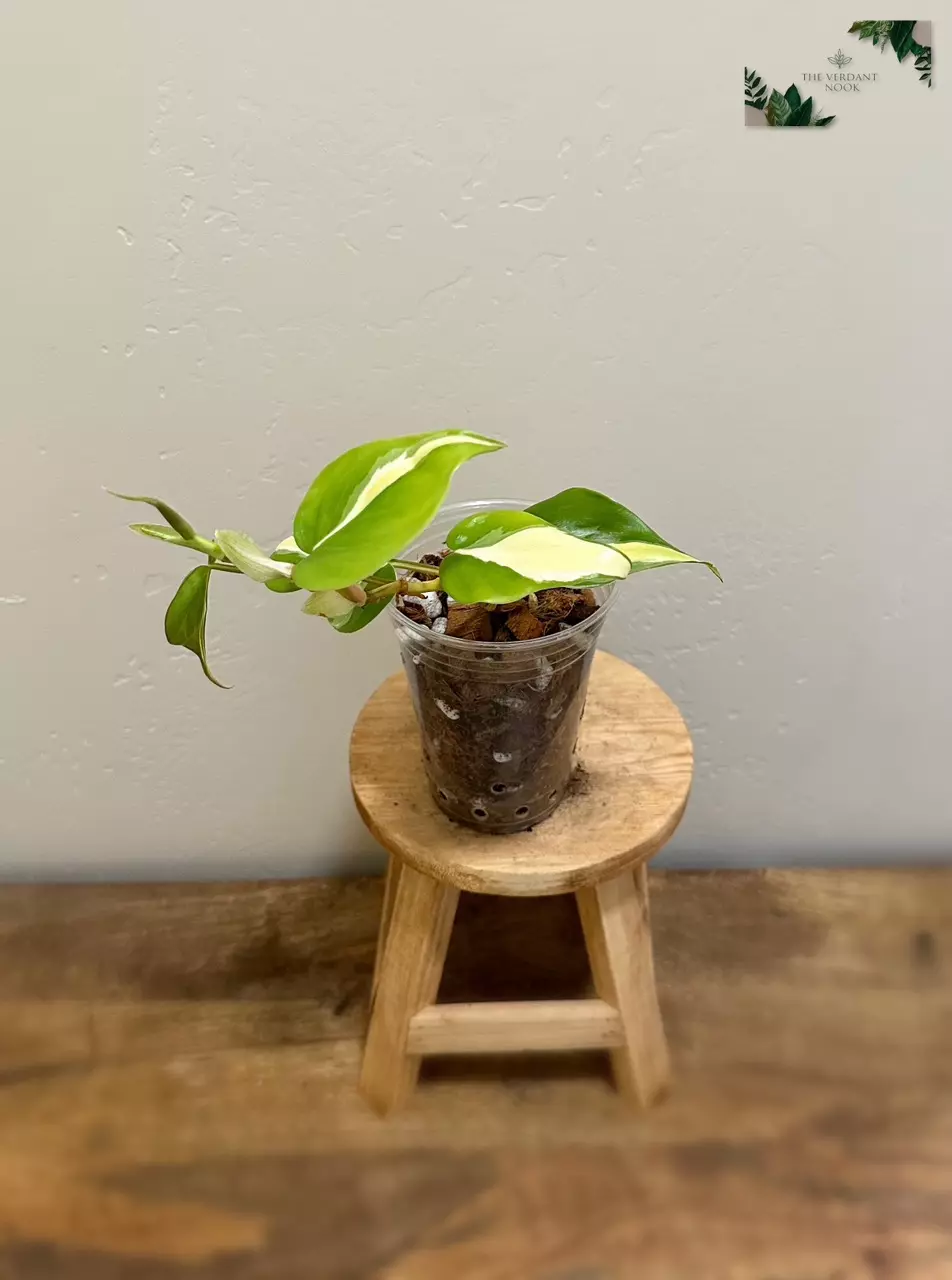 plant/Philodendron ‘Silver Stripe’ | Variegated Heartleaf Philodendron hederaceum | 4”-4