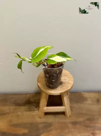 plant/Philodendron ‘Silver Stripe’ | Variegated Heartleaf Philodendron hederaceum | 4”-4-thumbnail