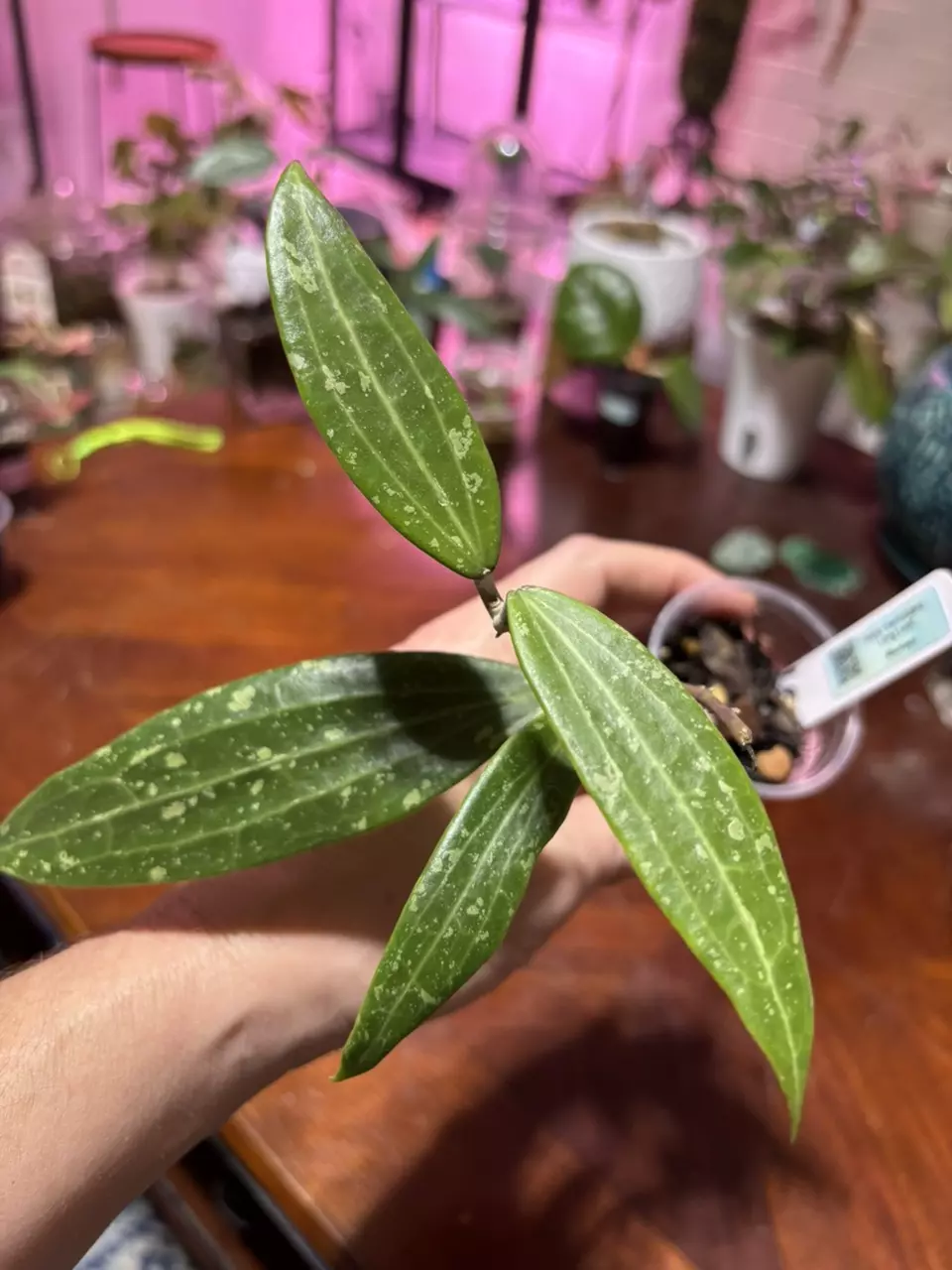 plant/#274 Hoya Verticillata Long Leaf. Rooted in TFF-1