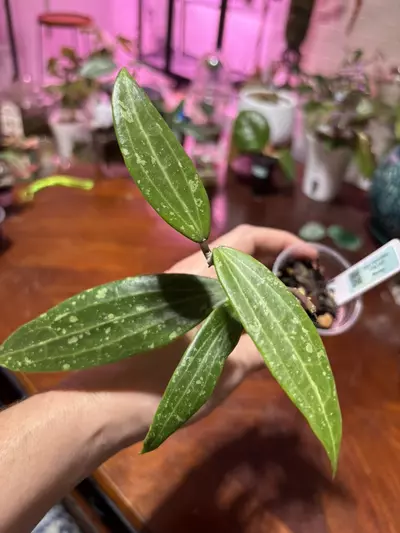 plant/#274 Hoya Verticillata Long Leaf. Rooted in TFF-1-thumbnail