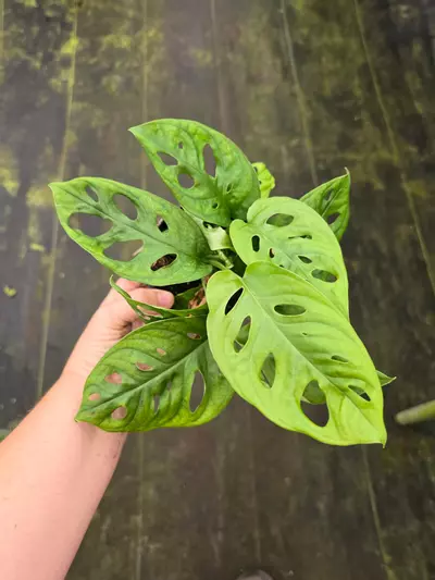 plant/Monstera swiss green 4in GC-0-thumbnail