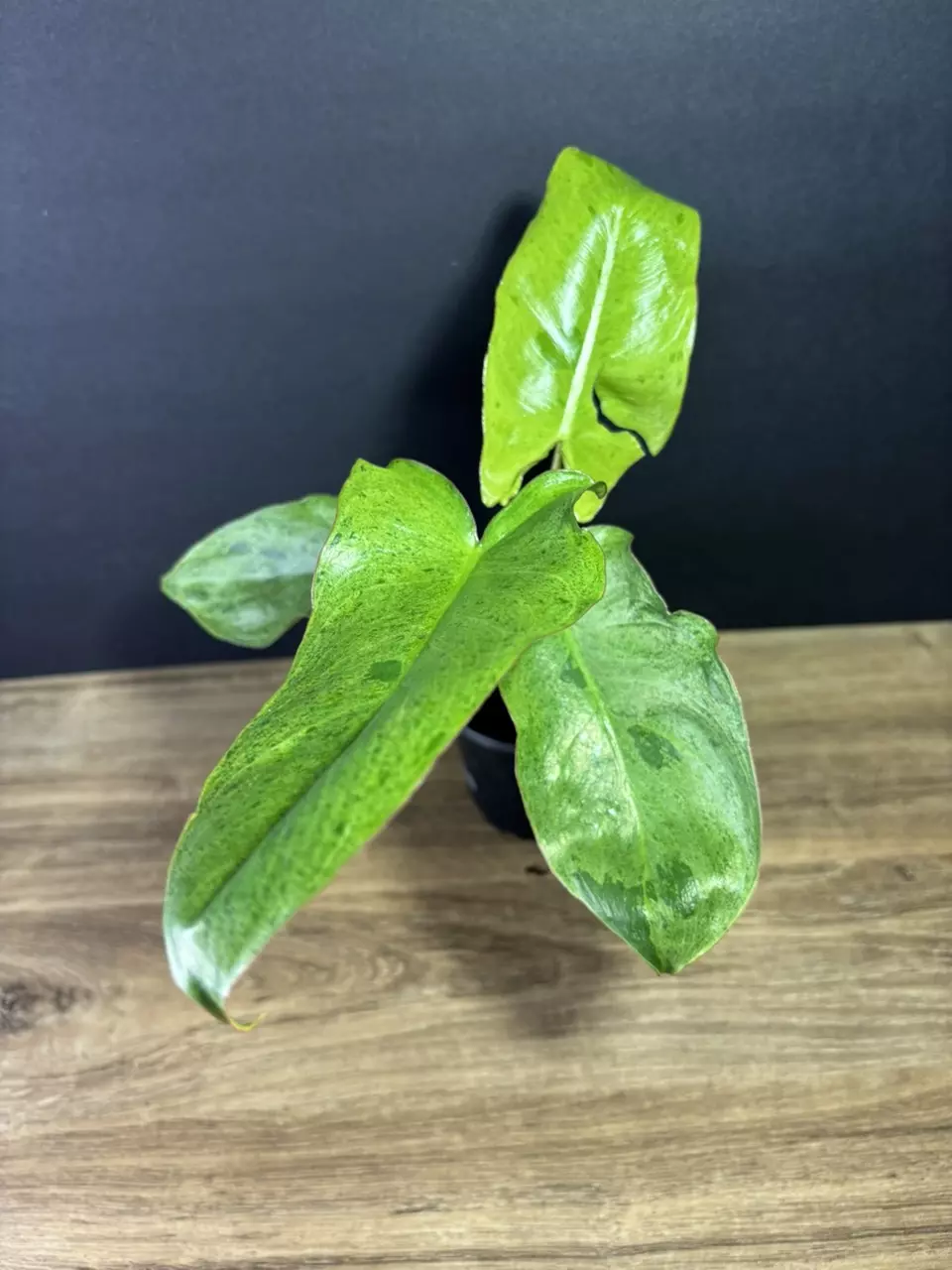 plant/Philodendron Paraiso Verde 4”-1