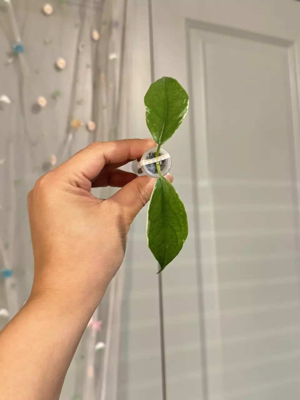 plant/Hoya Buotii Albomarginata (rooted)-0