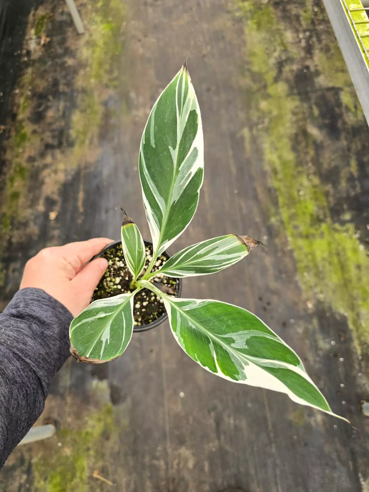 plant/Variegated Florida Banana 4in GC-0