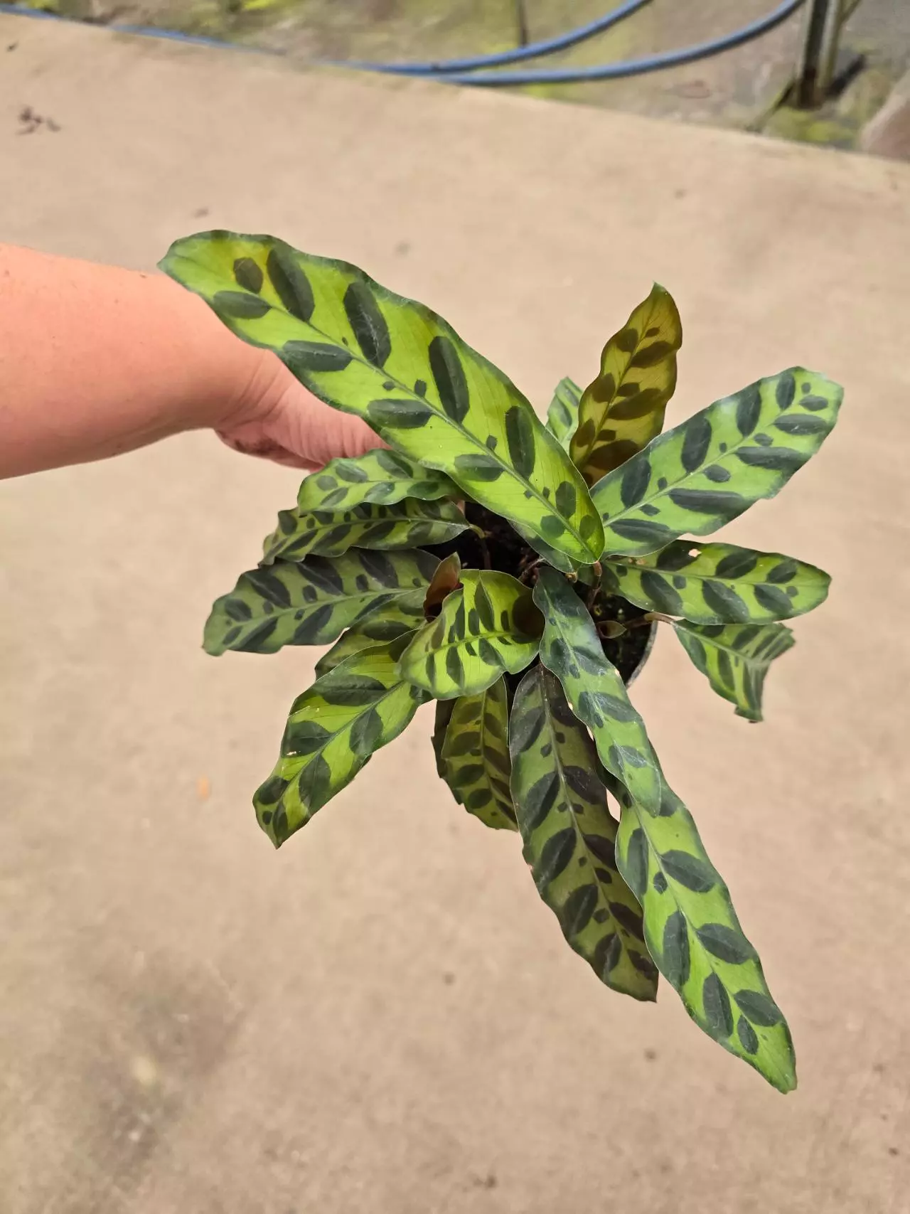 plant/Calathea rattlesnake 4in GC-0