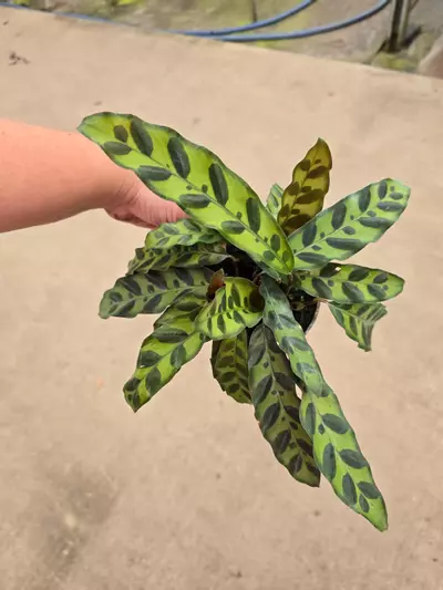 plant/Calathea rattlesnake 4in GC-0-thumbnail