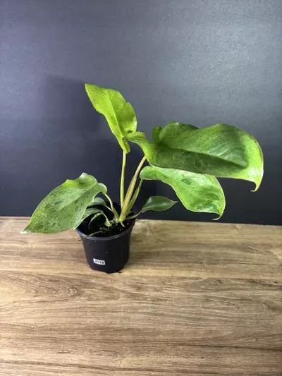 plant/Philodendron Paraiso Verde 4”-0-thumbnail