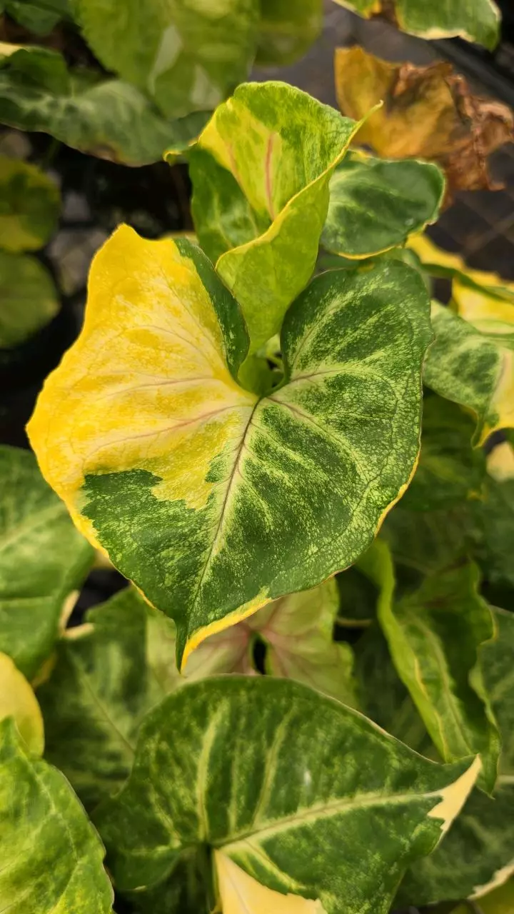 plant/Syngonium orm thong 4in GC-2