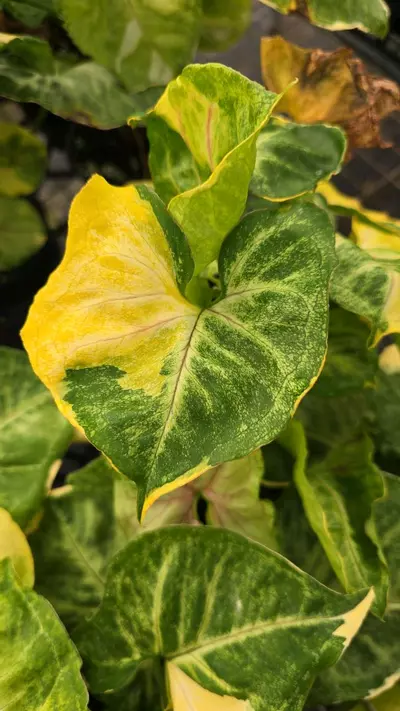 plant/Syngonium orm thong 4in GC-2-thumbnail