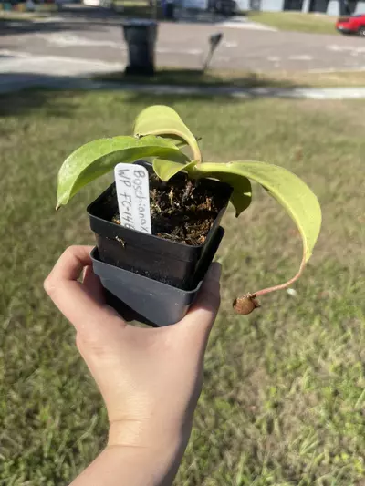 plant/Boschinana x (Lowii x gothica) WP-0-thumbnail