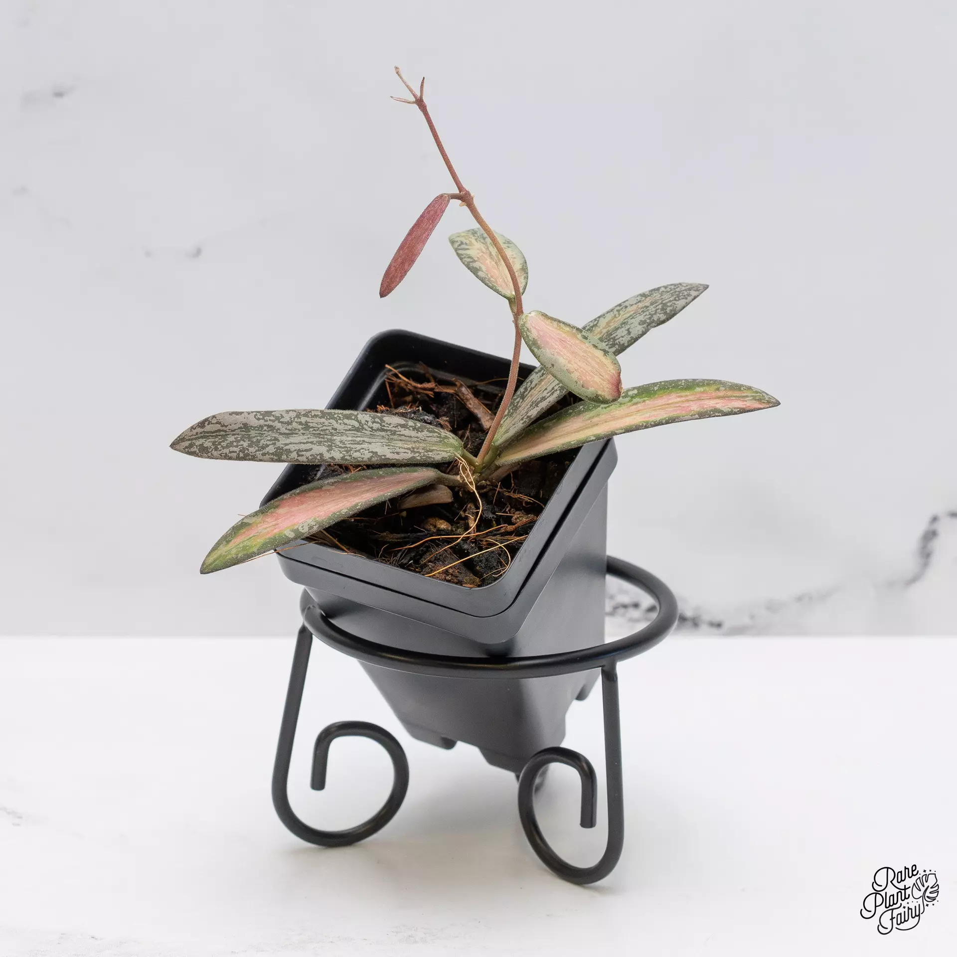 plant/Hoya sigillatis inner variegated *Grower's Choice*-0