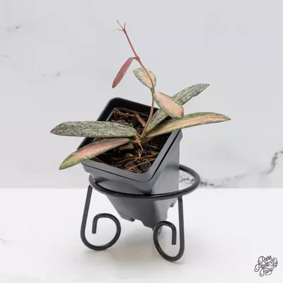 plant/Hoya sigillatis inner variegated *Grower's Choice*-0-thumbnail